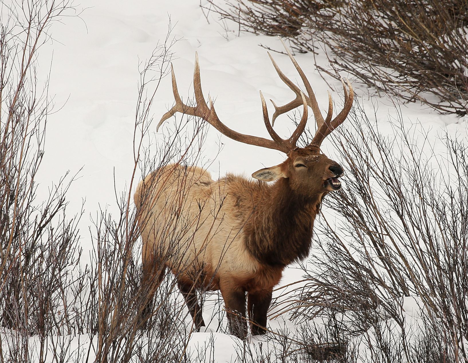 Rocky Mountain elk (Cervus canadensis nelsoni)